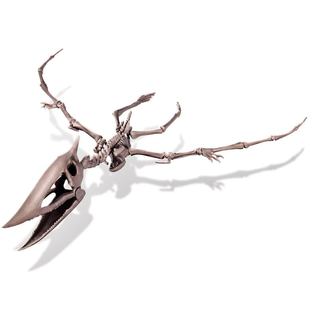 4m dinosaurus opgraven - pteranodon | 5603459 | 2