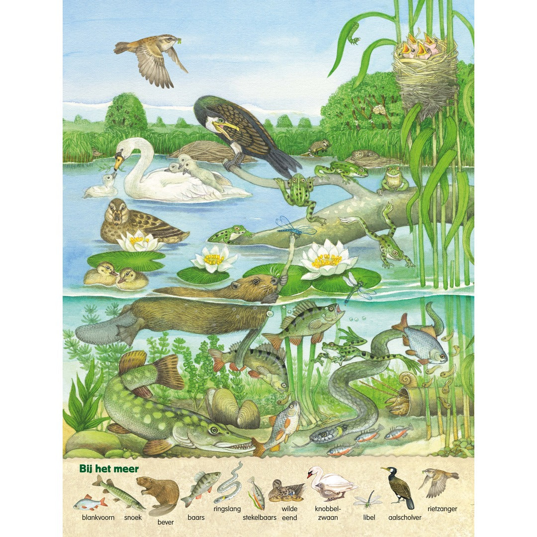 Infographic pagina uit het kinderboek over waterdieren bij het meer zoals vissen, een zwaan en kikkers