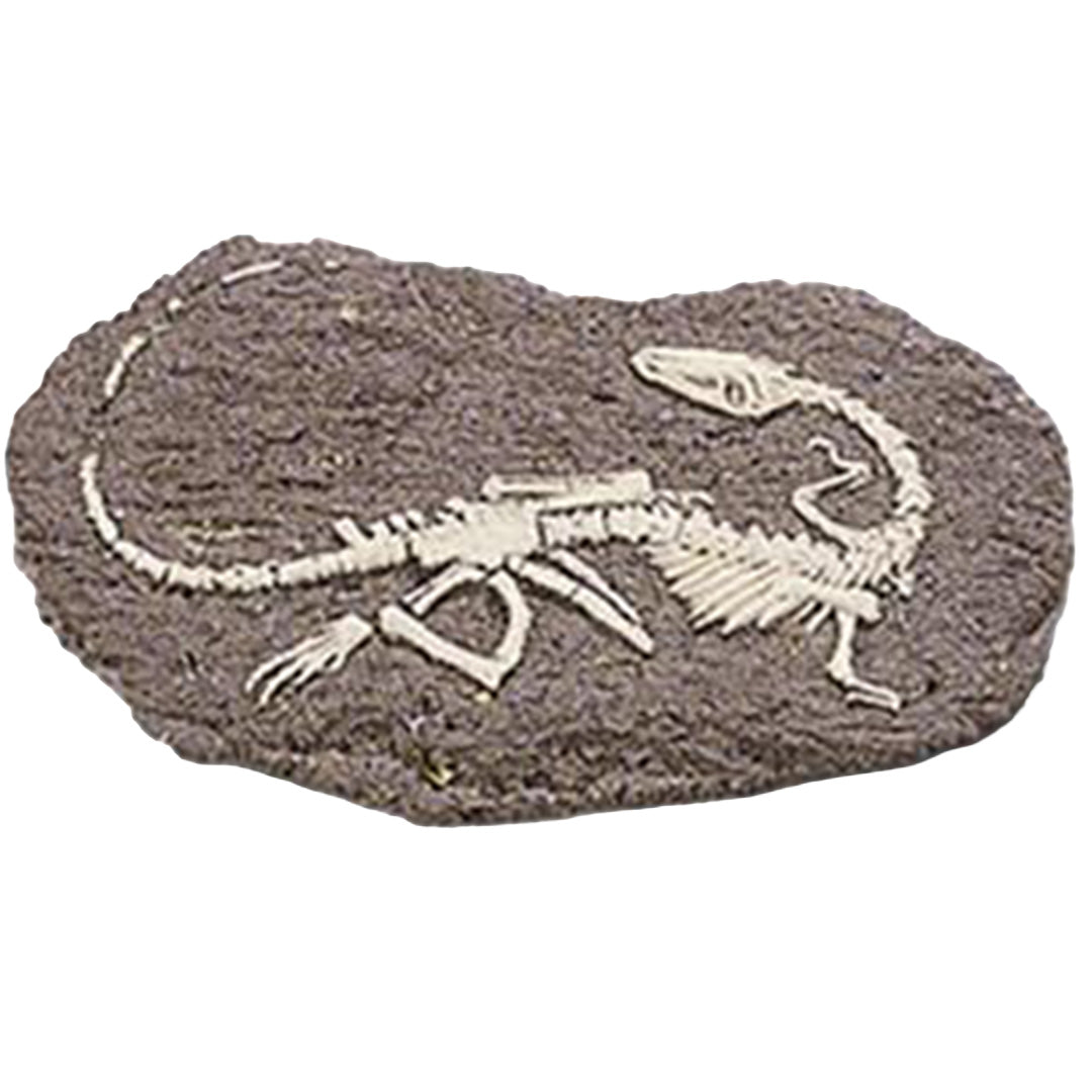 bones & more opgraafkit dinosaurusfossiel