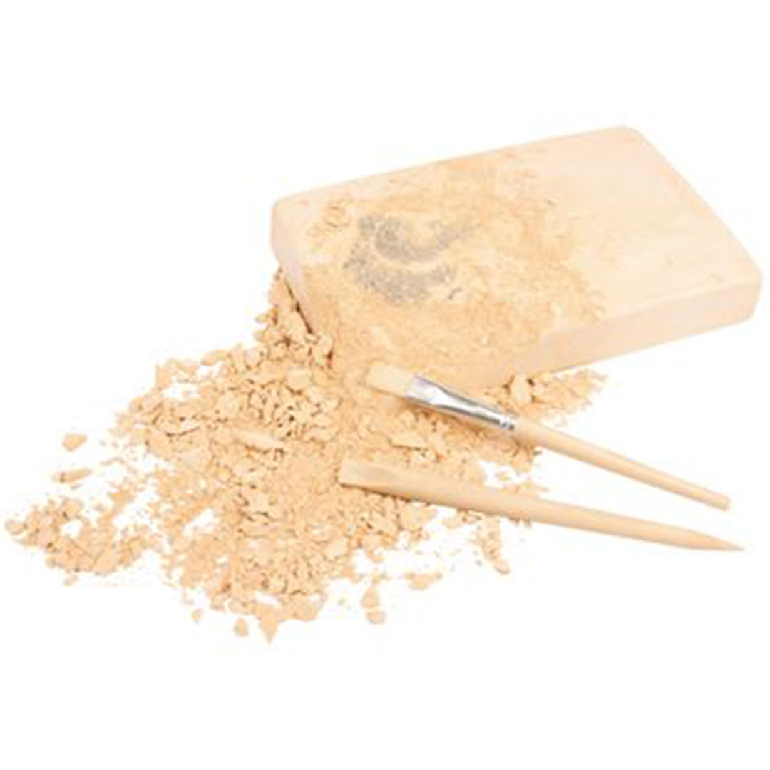 bones & more opgraafkit dinosaurusfossiel