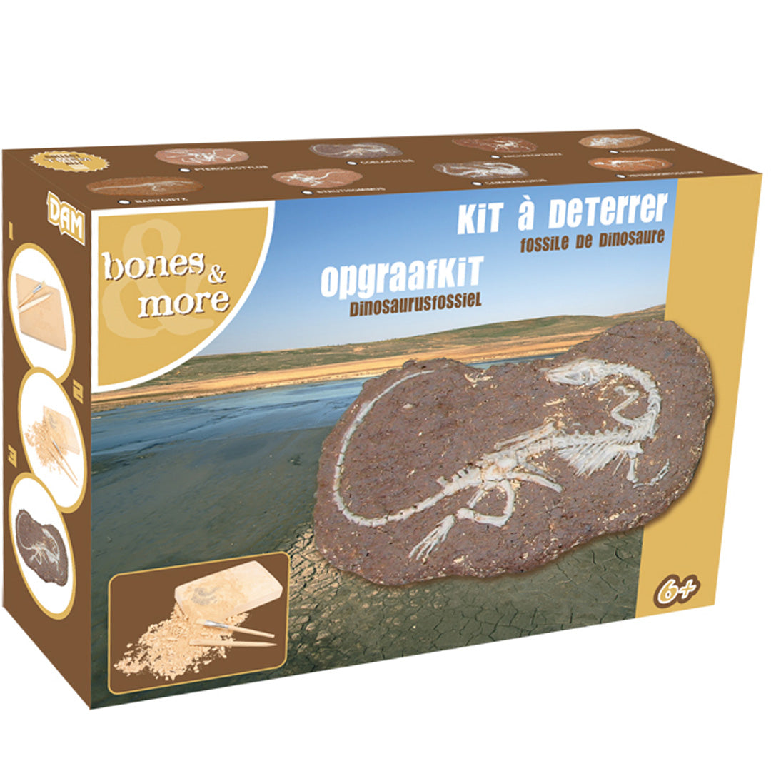 bones & more opgraafkit dinosaurusfossiel