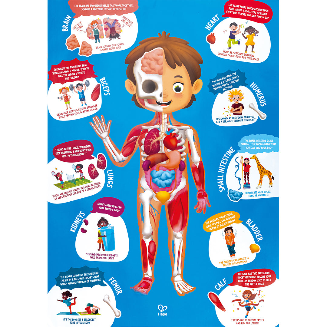 hape puzzel menselijk lichaam - 60st | E1635 | 2