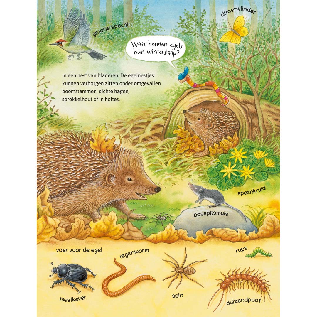 ik ontdek de natuur! dieren en planten in het bos