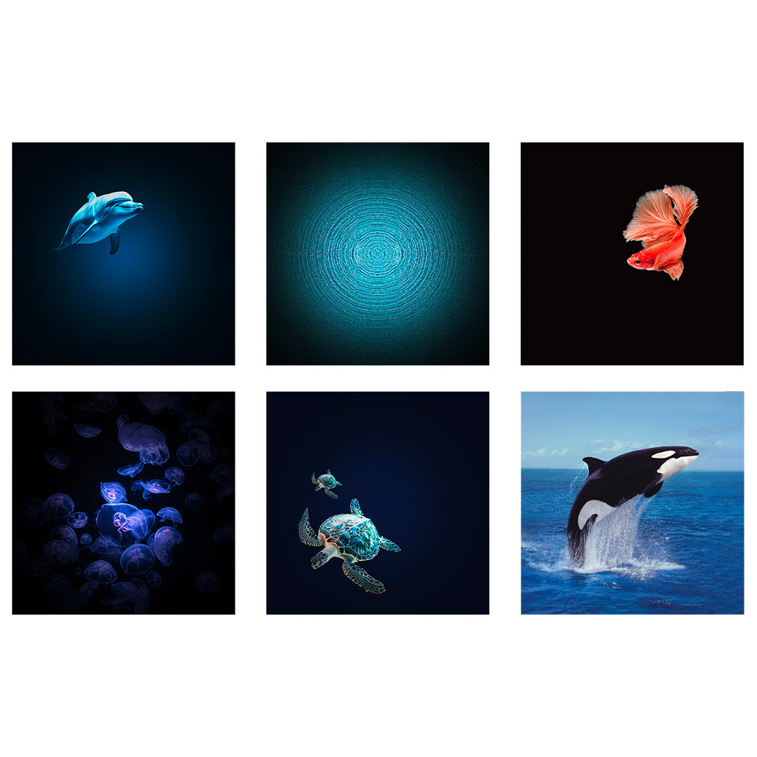 kidywolf kidystar planetarium met 6 discs - ocean | KIDYSTAR-GR | 3