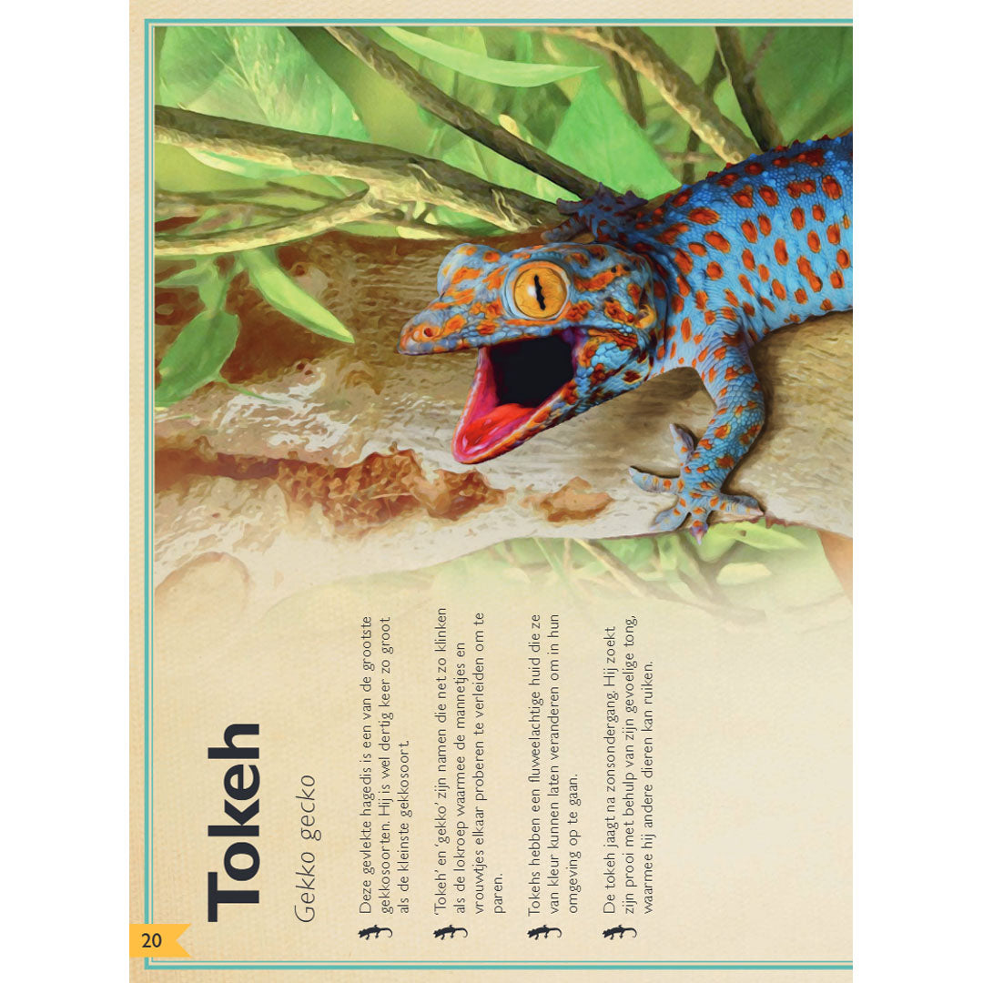 uitgeverij gottmer het allermooiste boek over reptielen en amfibieën | 1608016 | 3