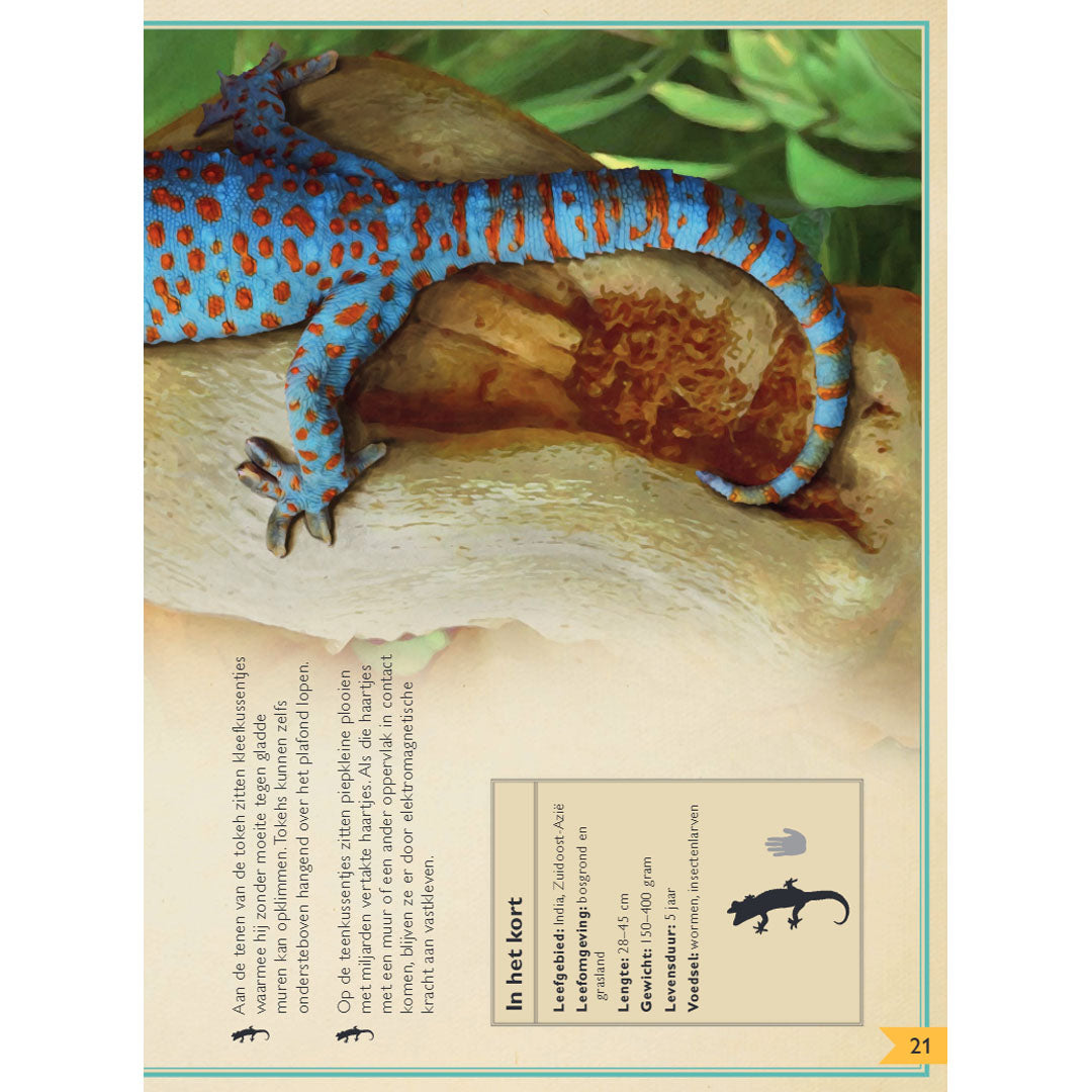 uitgeverij gottmer het allermooiste boek over reptielen en amfibieën | 1608016 | 4