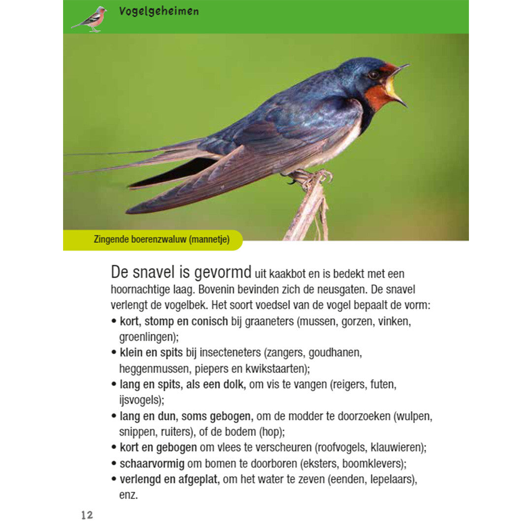 uitgeverij kosmos vogelgids voor kids | 1532531 | 3