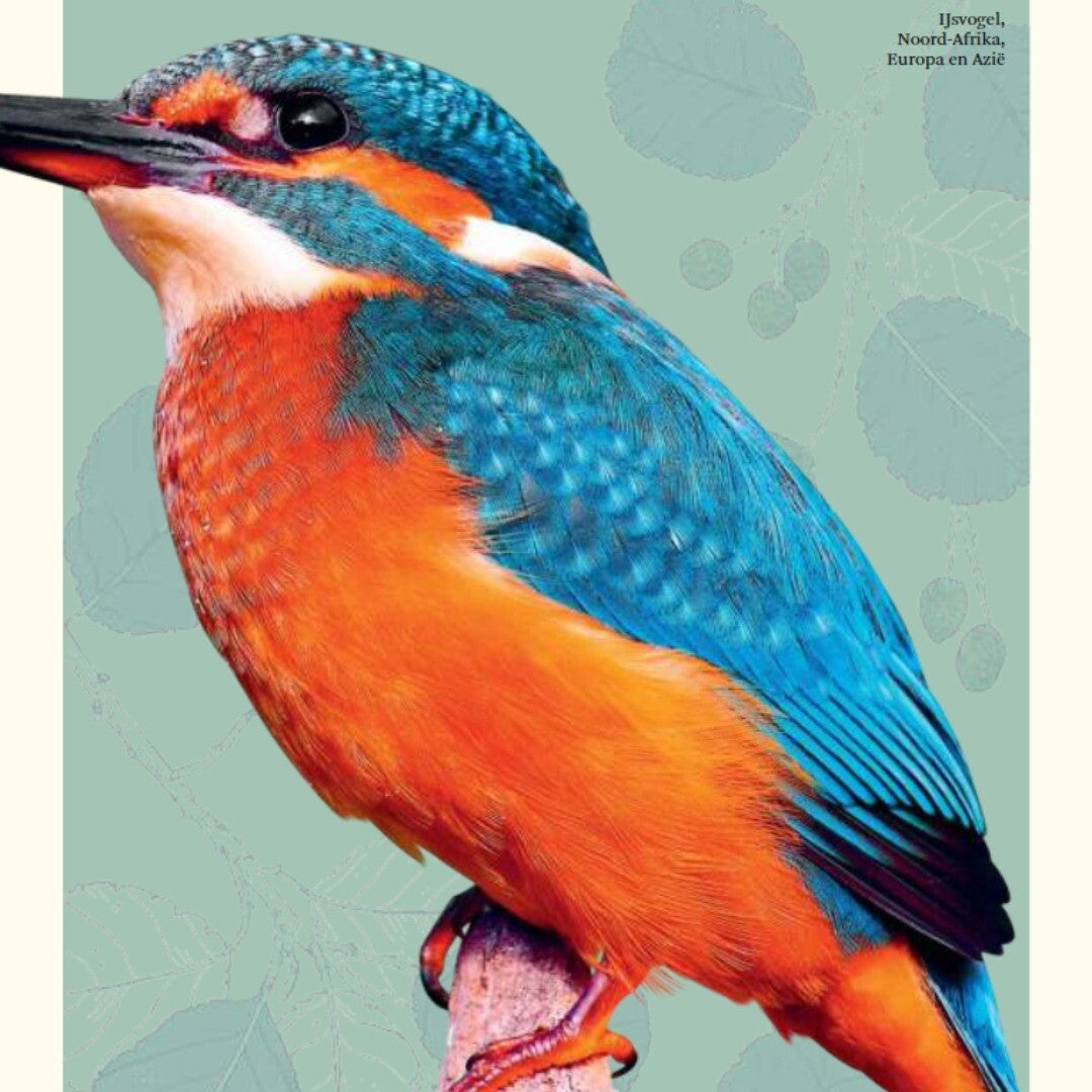 uitgeverij lannoo het dikke boek van alle bijzondere dieren | 1555680 | 1