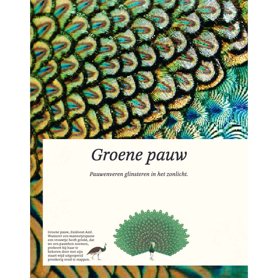 uitgeverij lannoo het dikke boek van alle bijzondere vogels | 1554315 | 1