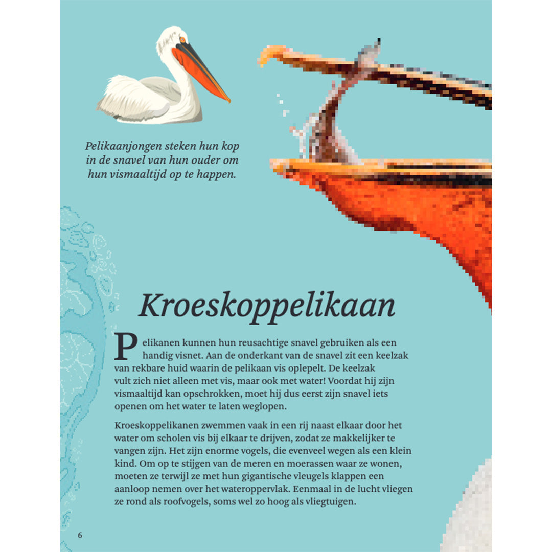 uitgeverij lannoo het dikke boek van alle bijzondere vogels | 1554315 | 3