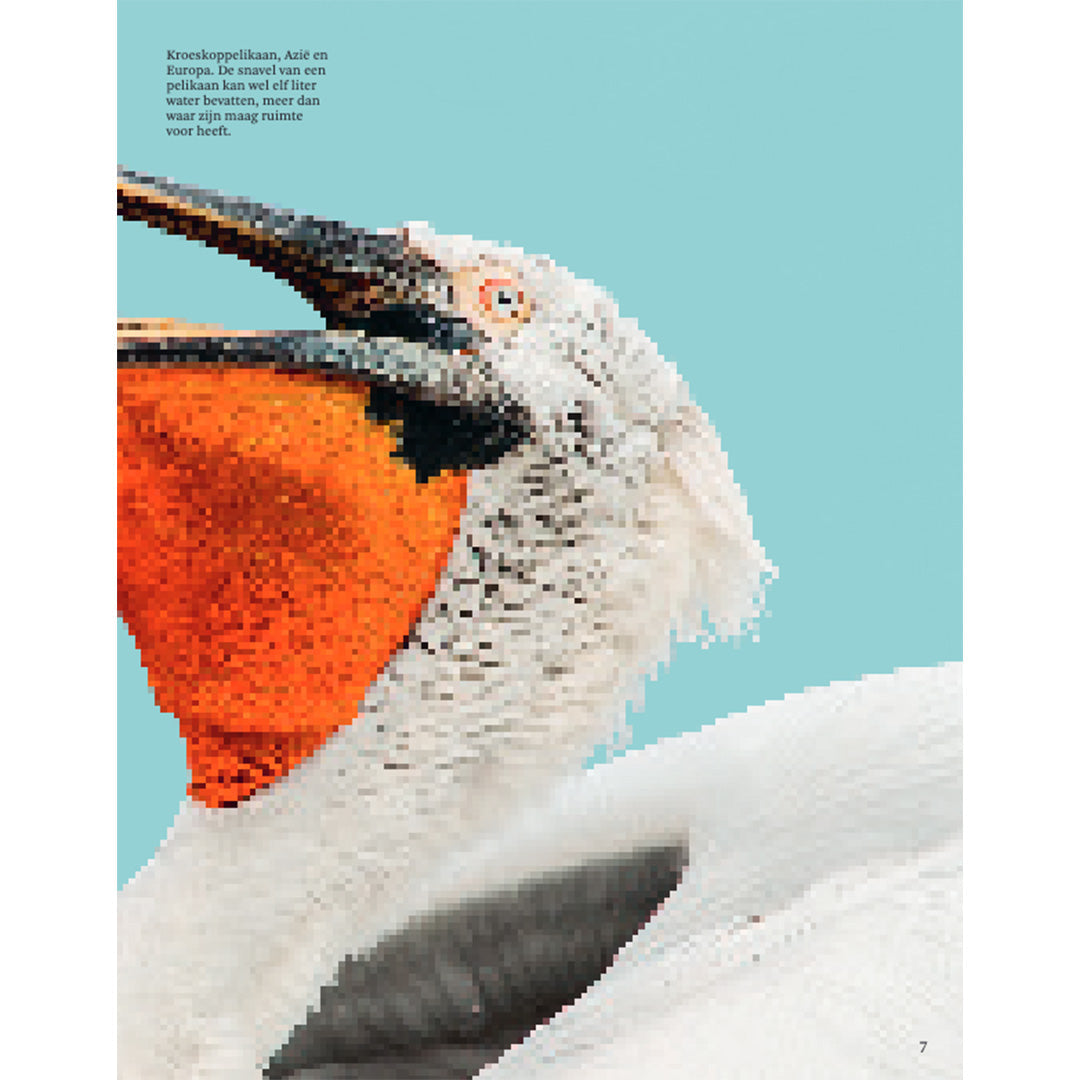 uitgeverij lannoo het dikke boek van alle bijzondere vogels | 1554315 | 4