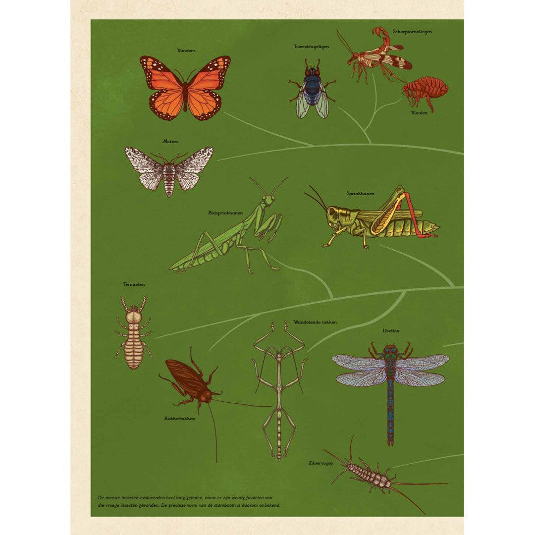 uitgeverij lannoo insecten | 1551742 | 1