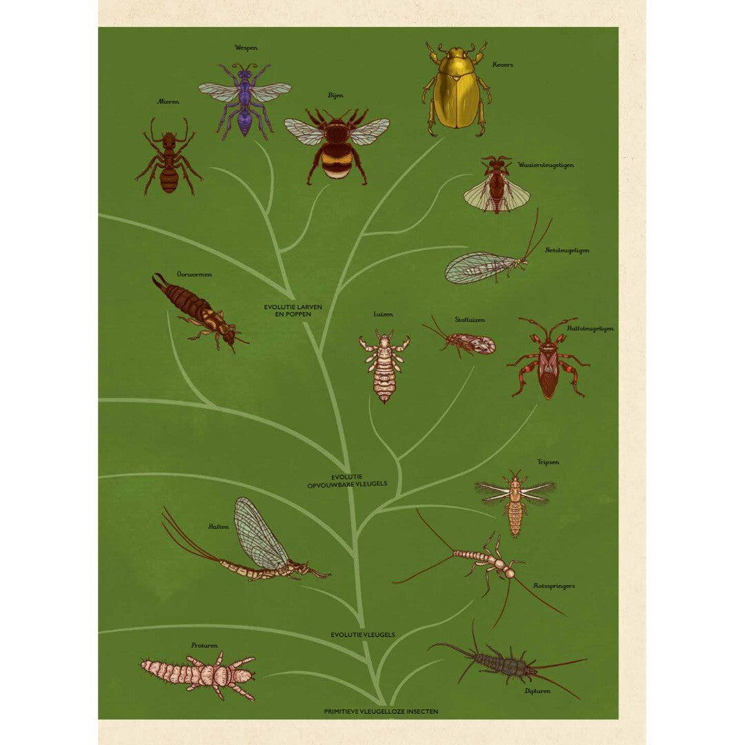 uitgeverij lannoo insecten | 1551742 | 2