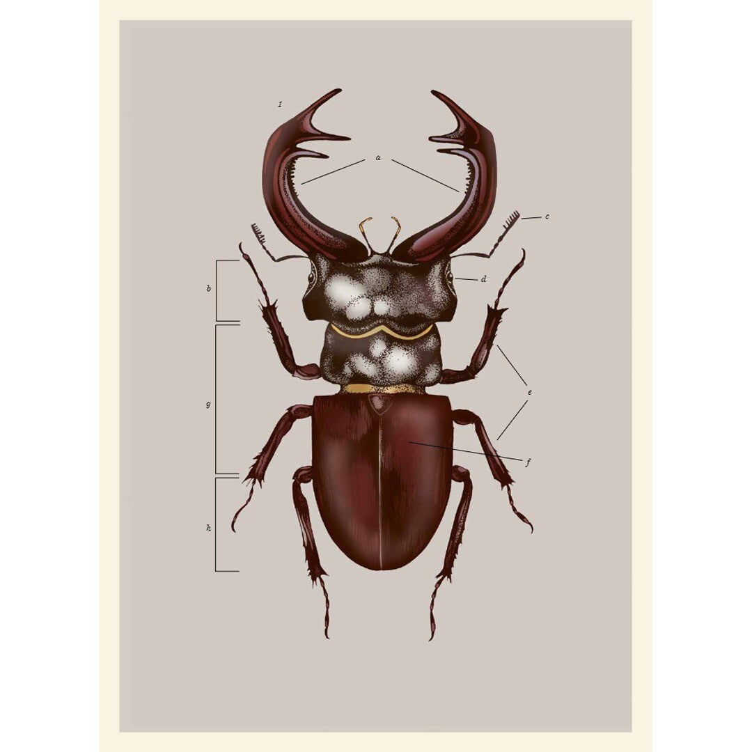 uitgeverij lannoo insecten | 1551742 | 6