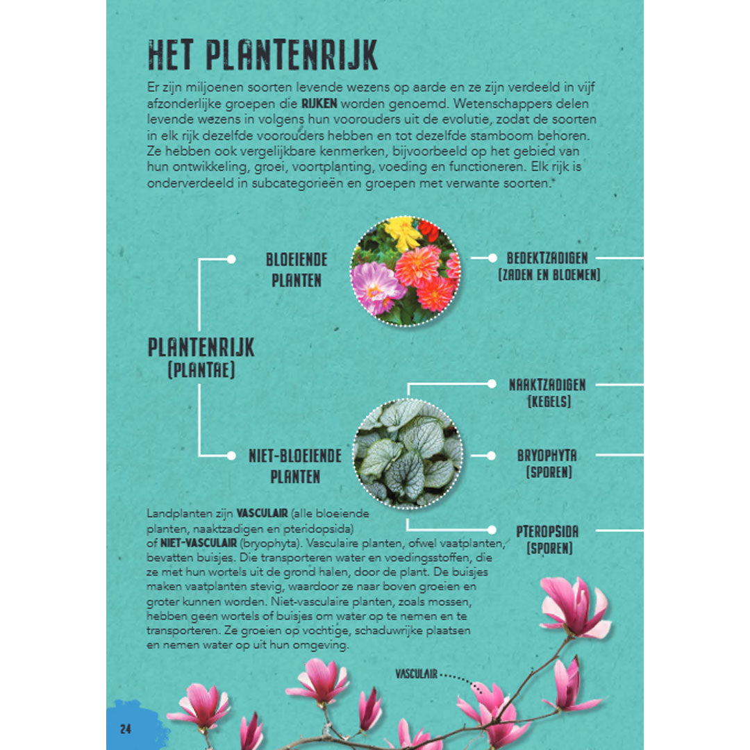 uitgeverij rebo natuuronderzoekers - in het bos | 1724340 | 1