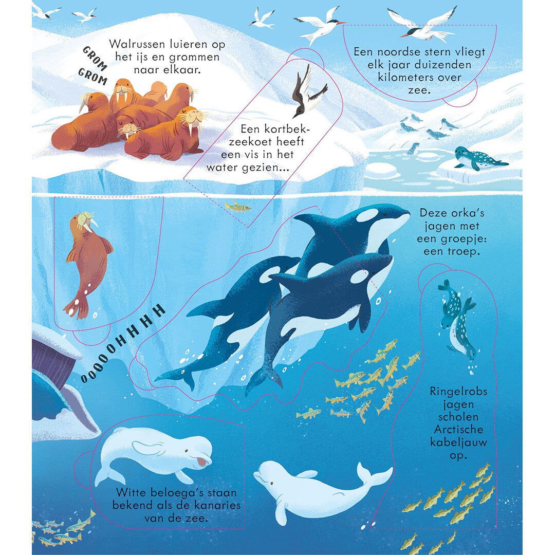 uitgeverij usborne kijk binnen - zeeën en oceanen | 1701023-1 | 4