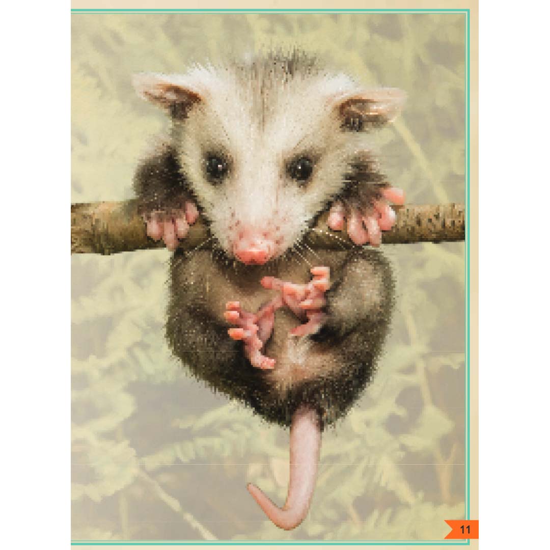 uitgeverij gottmer het allermooiste boek over babydieren | 1608101 | 5