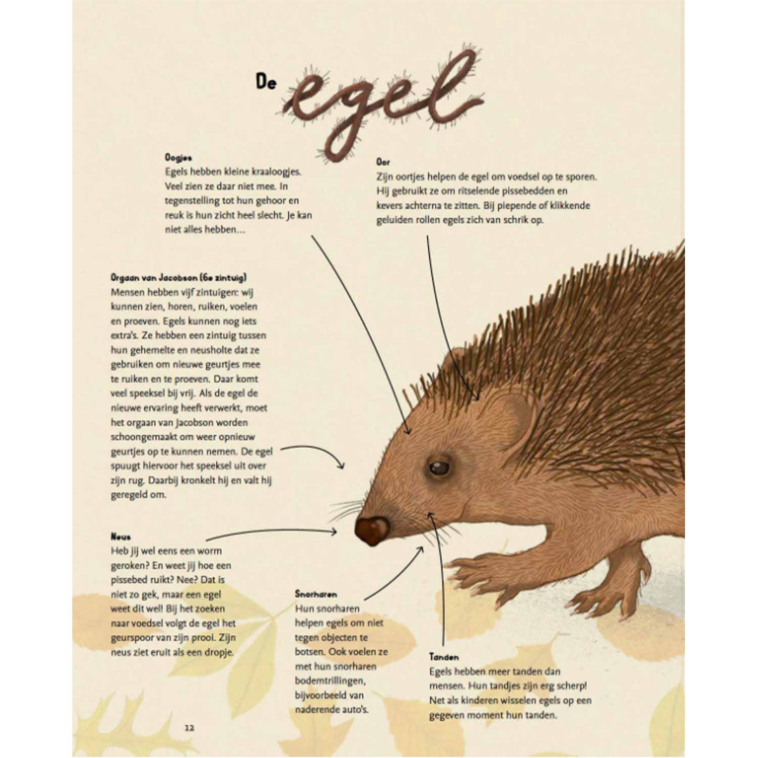uitgeverij kluitman het grote egelboek | KLU1412921 | 2