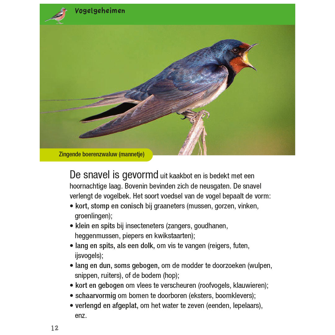 uitgeverij kosmos vogelgids voor kids | 1534256 | 4