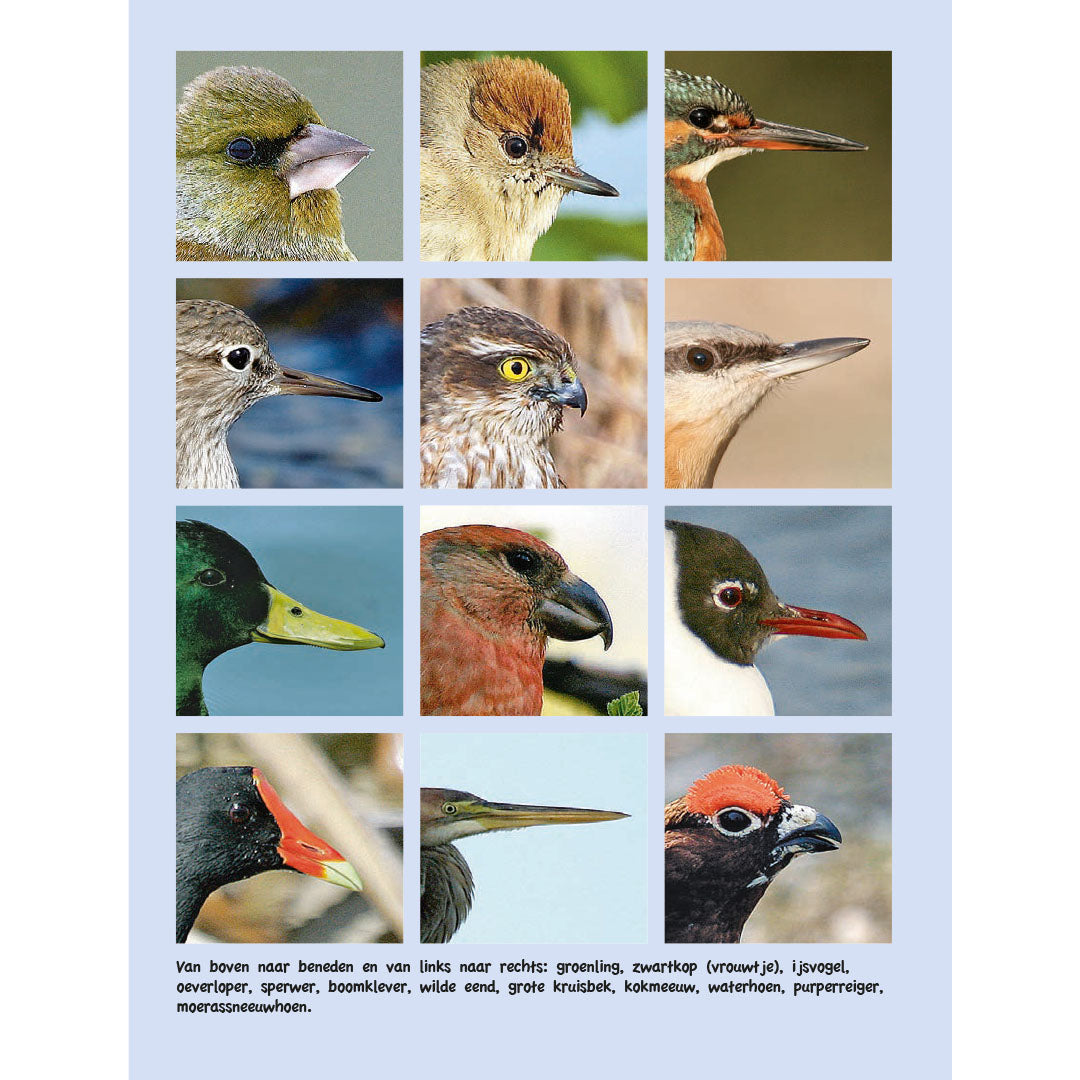 uitgeverij kosmos vogelgids voor kids | 1534256 | 5