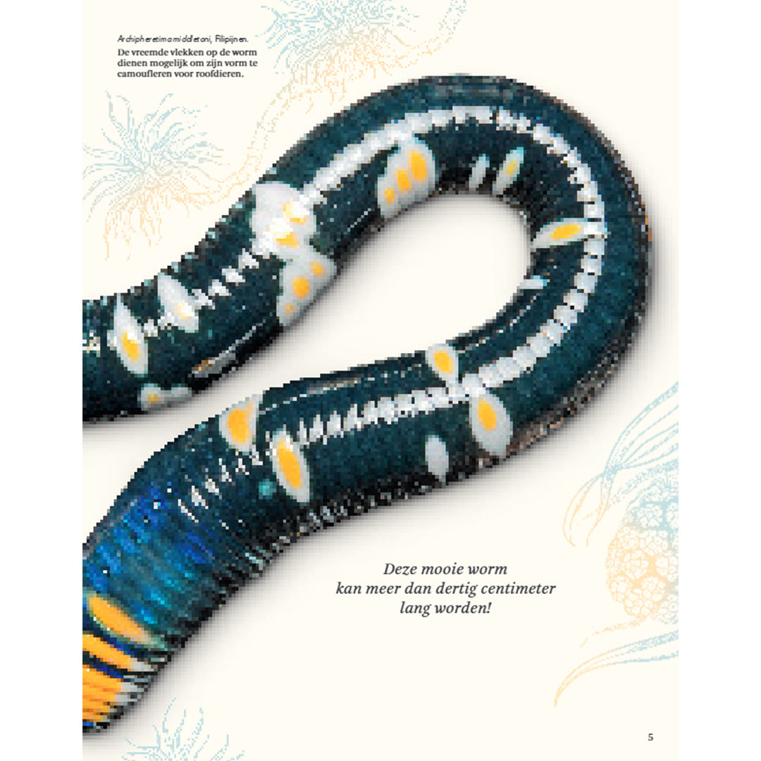 uitgeverij lannoo het dikke boek van alle bijzondere insecten en andere beestjes | 1556138 | 5