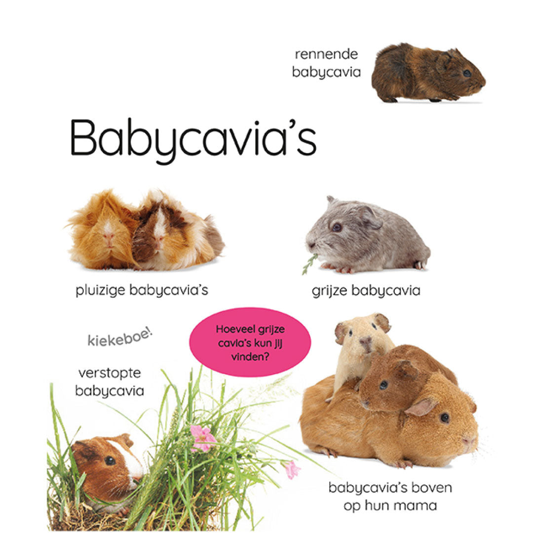 Pagina uit het kinderboek met verschillende foto's van babycavia's, waaronder pluizige en grijze cavia's.