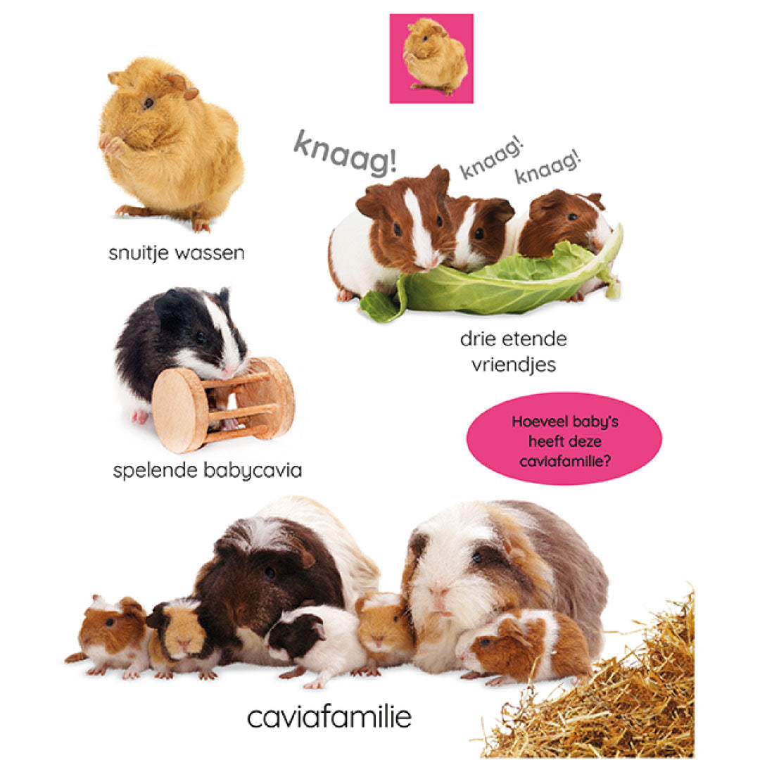 Pagina uit het kinderboek met foto's van cavia's die hun snuitje wassen, eten en spelen, en een caviafamilie.