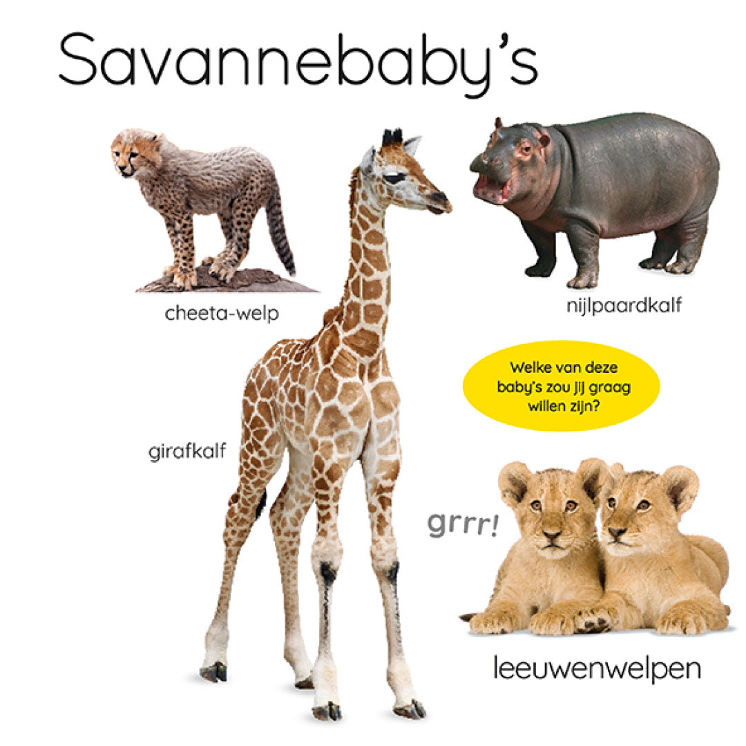 Pagina uit het kinderboek over savannebaby's met foto's van een cheeta-welp, girafkalf, nijlpaardkalf en leeuwenwelpen.